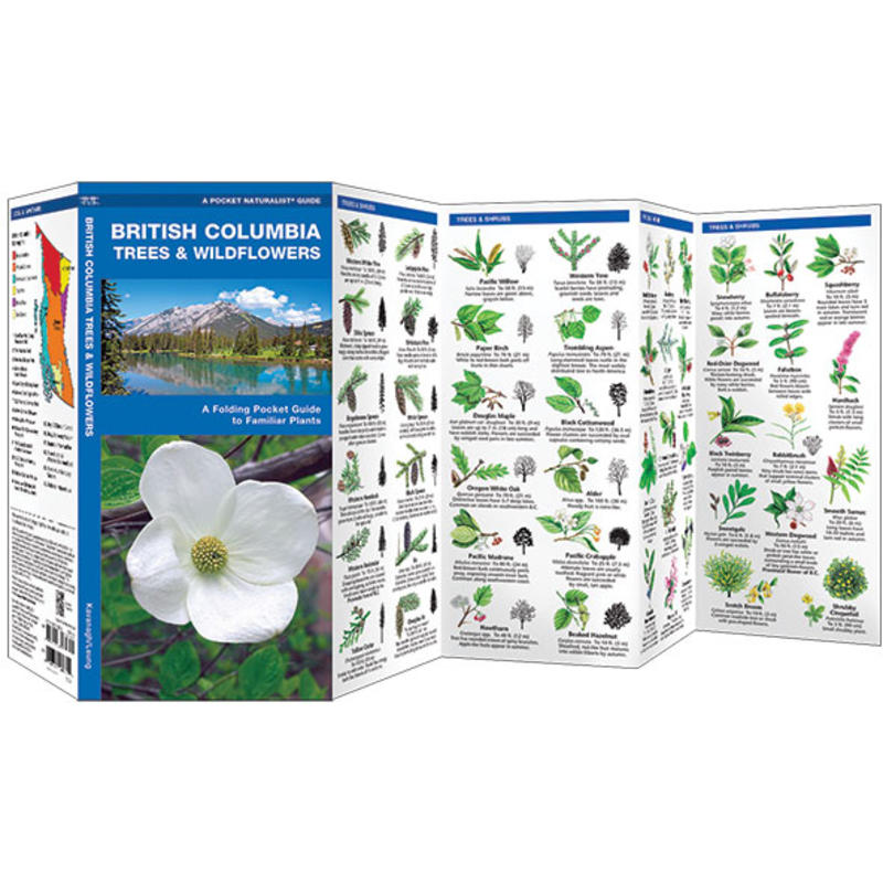 Alberta Trees /& Wildflowers A Folding Pocket Guide to Familiar Plants